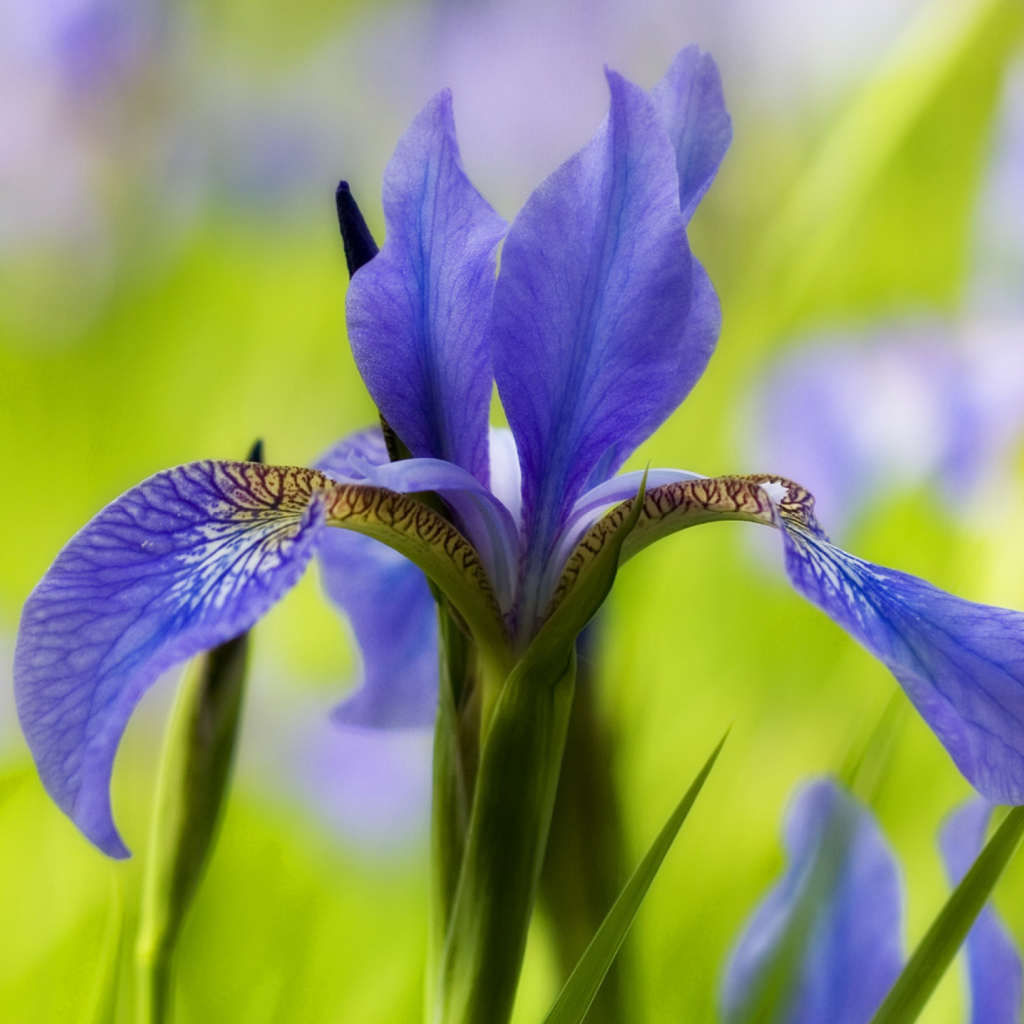 Screenshot №1 pro téma Blue Iris Flower 1024x1024