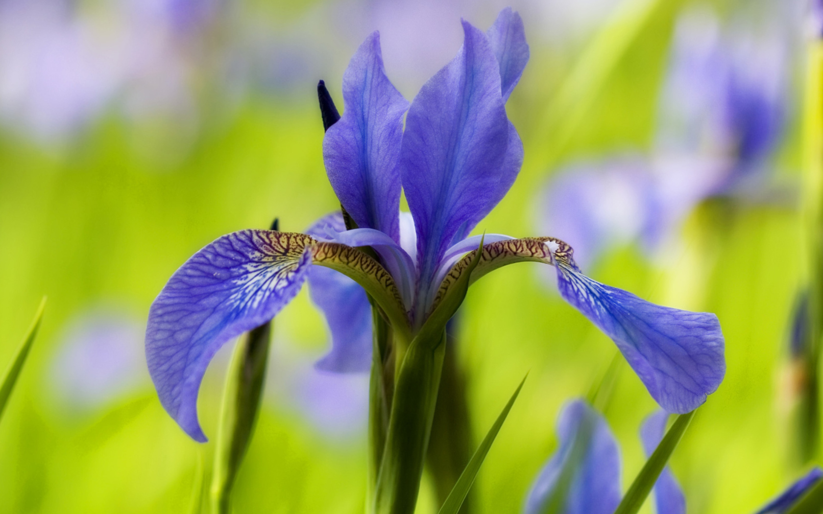 Screenshot №1 pro téma Blue Iris Flower 1680x1050