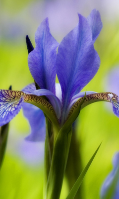 Blue Iris Flower wallpaper 240x400