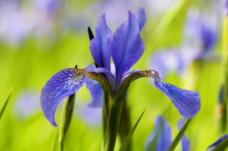 Blue Iris Flower - Obrázkek zdarma pro HTC Wildfire