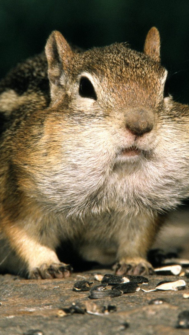 Fat Squirrel screenshot #1 640x1136