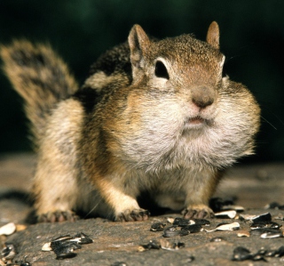 Fat Squirrel - Obrázkek zdarma pro 208x208