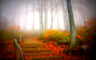 Free Foggy Morning Picture for Android, iPhone and iPad