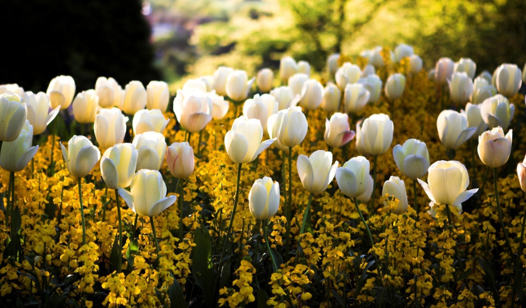 Sfondi White Tulips 1024x600