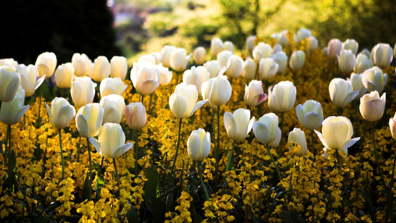 Fondo de pantalla White Tulips 1280x720
