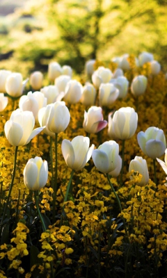 Screenshot №1 pro téma White Tulips 240x400