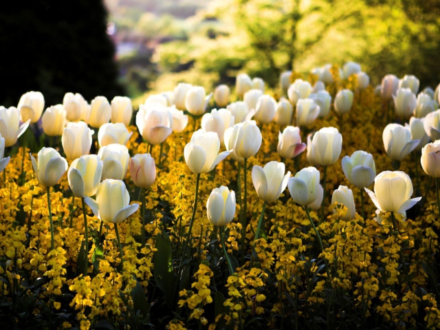 Fondo de pantalla White Tulips 640x480