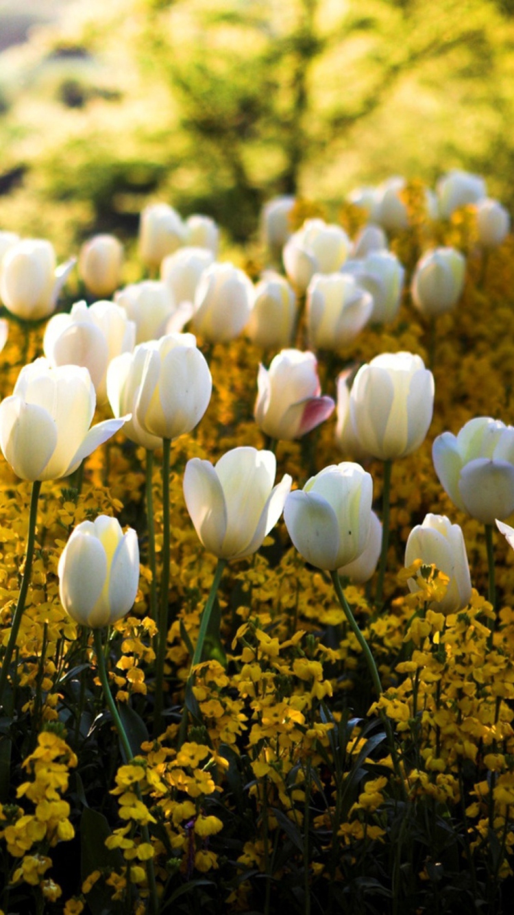 Fondo de pantalla White Tulips 750x1334
