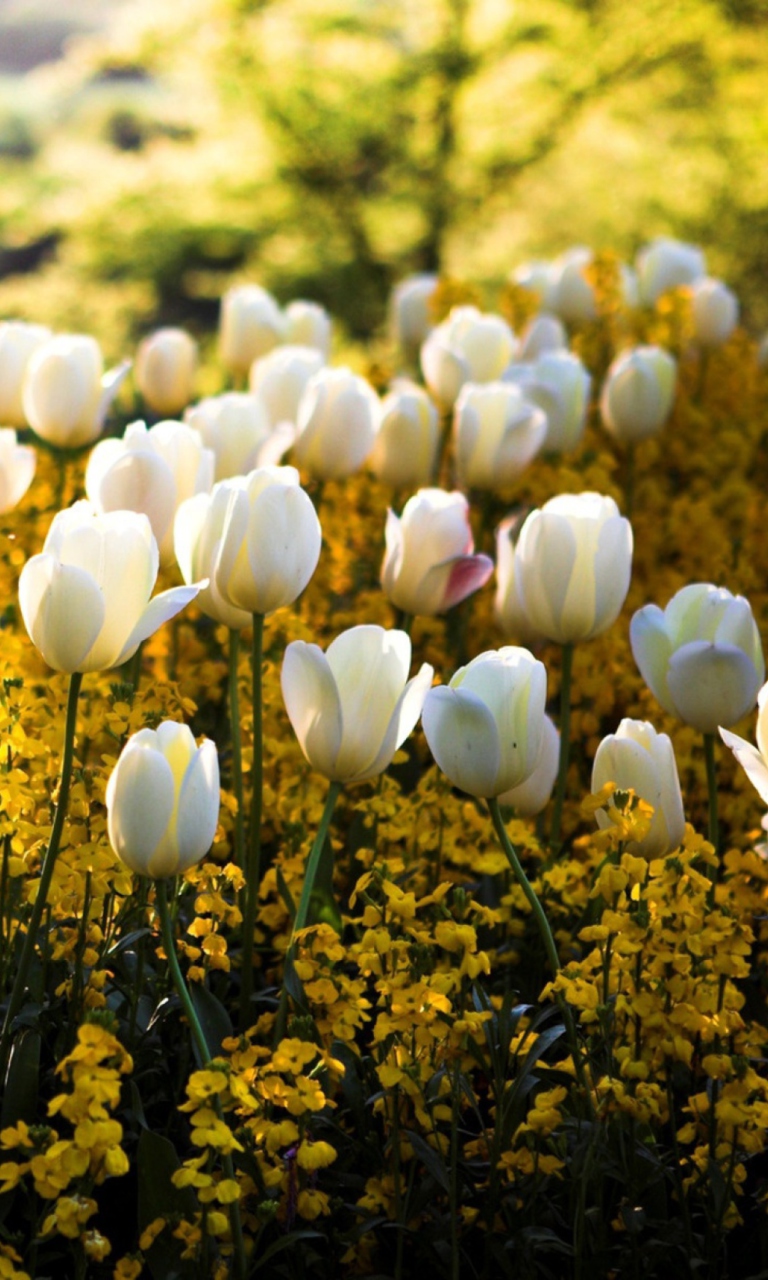 Screenshot №1 pro téma White Tulips 768x1280
