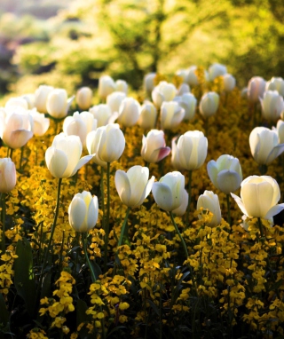 White Tulips - Fondos de pantalla gratis para Nokia 5230