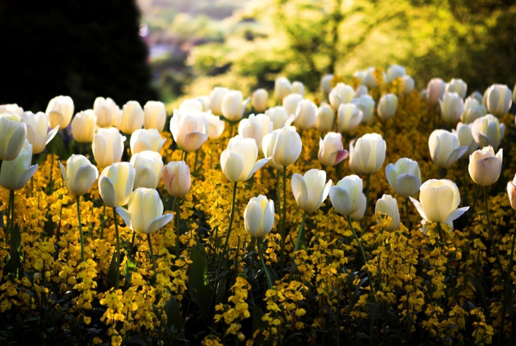 White Tulips wallpaper