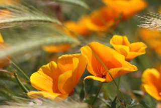 Summer Flowers - Obrázkek zdarma pro Sony Xperia Z1
