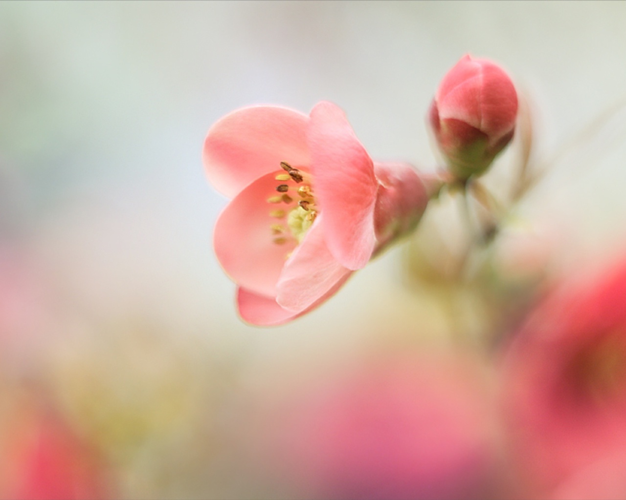 Fondo de pantalla Pink Tender Flower 1280x1024