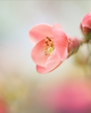 Screenshot №1 pro téma Pink Tender Flower 128x160