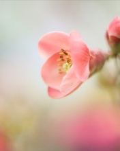 Fondo de pantalla Pink Tender Flower 176x220