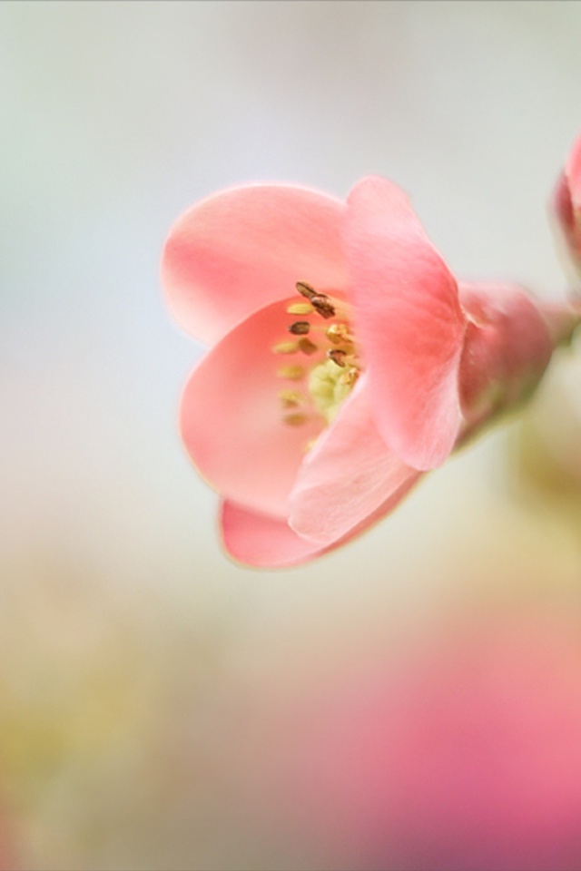 Das Pink Tender Flower Wallpaper 640x960