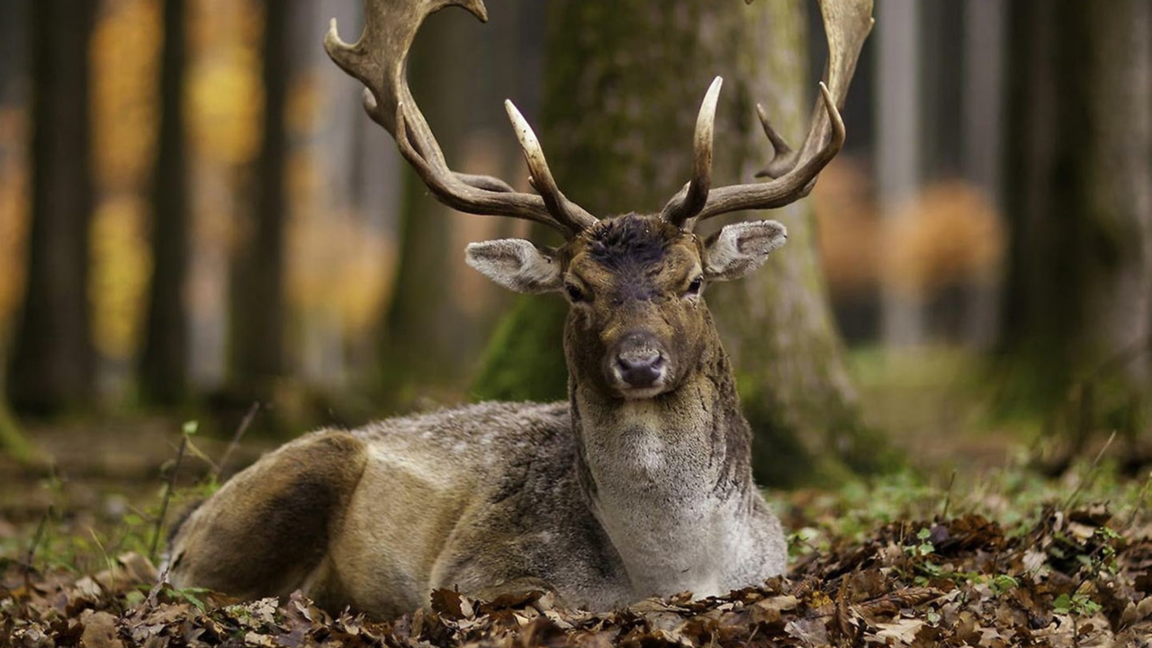 Fondo de pantalla Most Beautiful Deer 1280x720