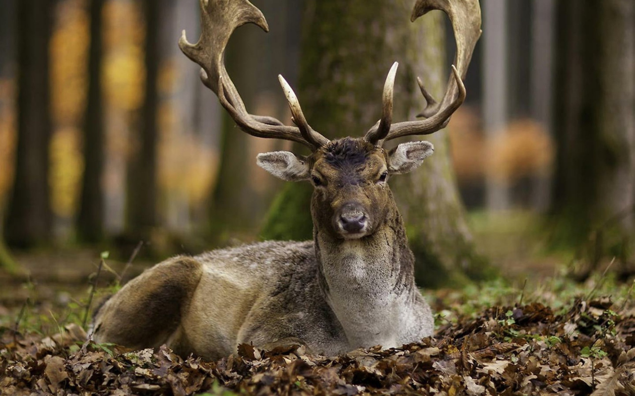 Обои Most Beautiful Deer 1280x800