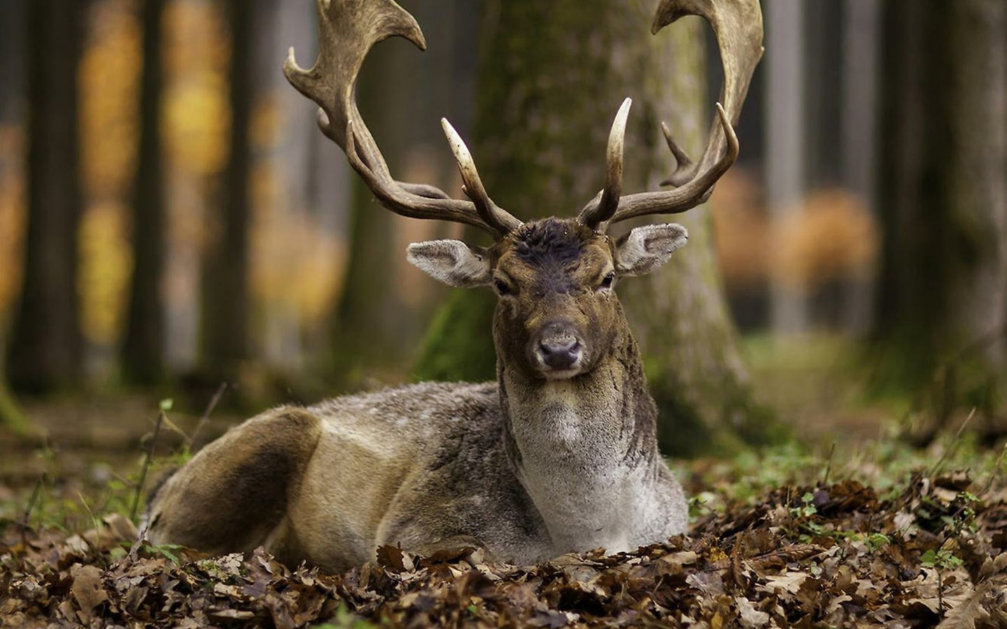 Screenshot №1 pro téma Most Beautiful Deer 1440x900