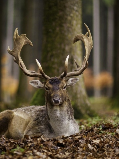 Most Beautiful Deer wallpaper 240x320