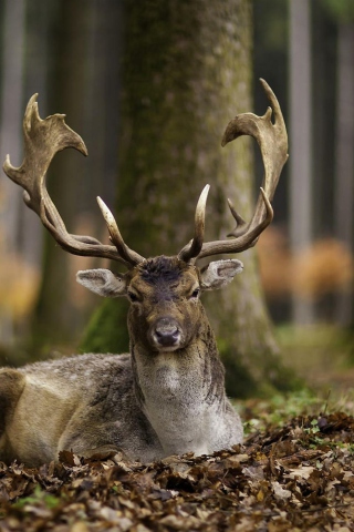 Das Most Beautiful Deer Wallpaper 320x480