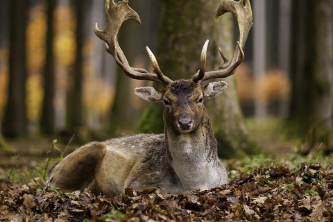 Обои Most Beautiful Deer 480x320