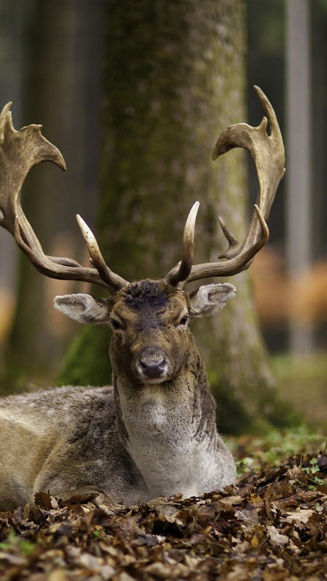 Fondo de pantalla Most Beautiful Deer 640x1136
