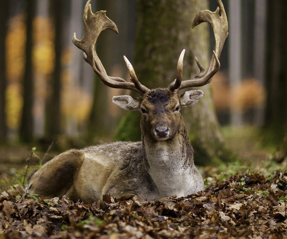 Обои Most Beautiful Deer 960x800