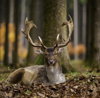 Most Beautiful Deer - Obrázkek zdarma pro 208x208