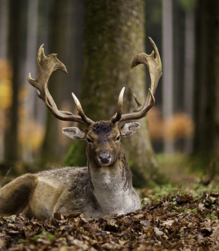 Free Most Beautiful Deer Picture for Nokia Lumia 2520