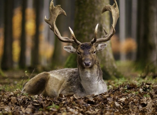 Most Beautiful Deer - Fondos de pantalla gratis 