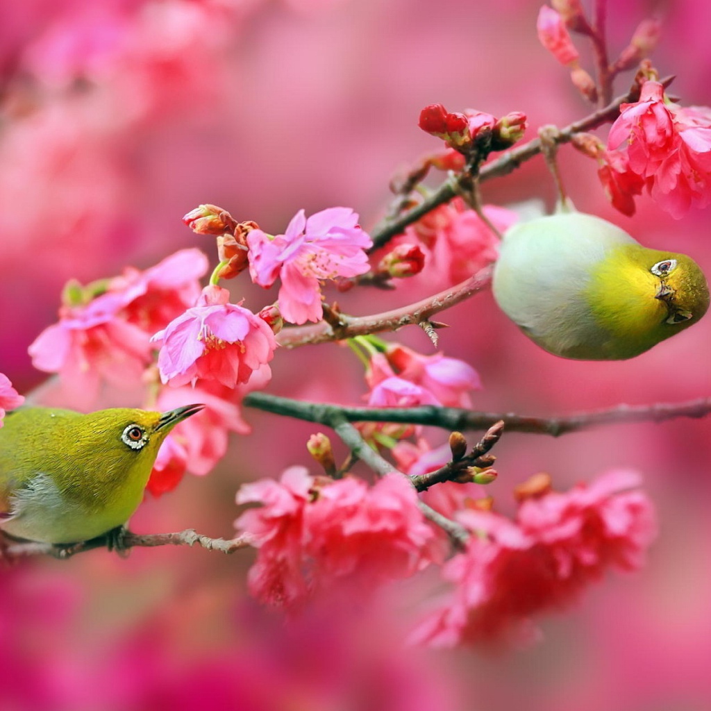 Fondo de pantalla Birds and Cherry Blossom 1024x1024