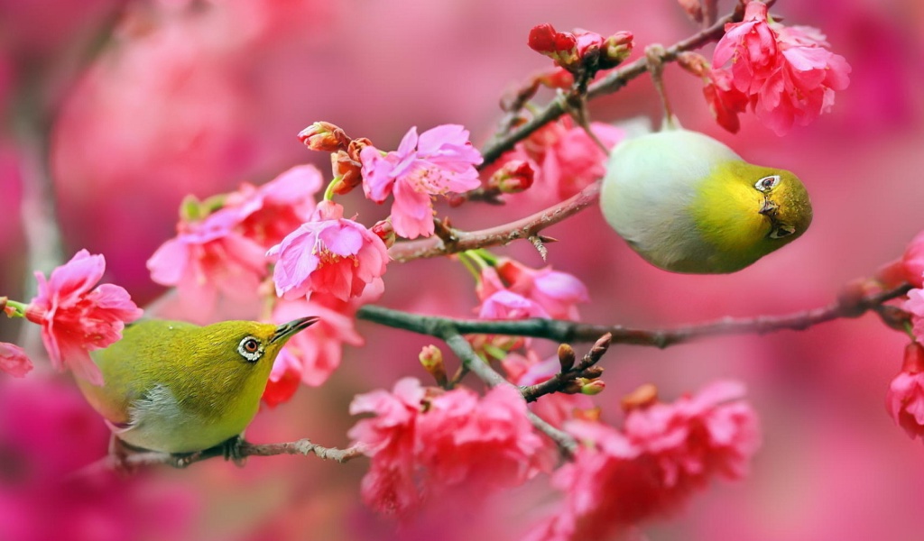 Sfondi Birds and Cherry Blossom 1024x600