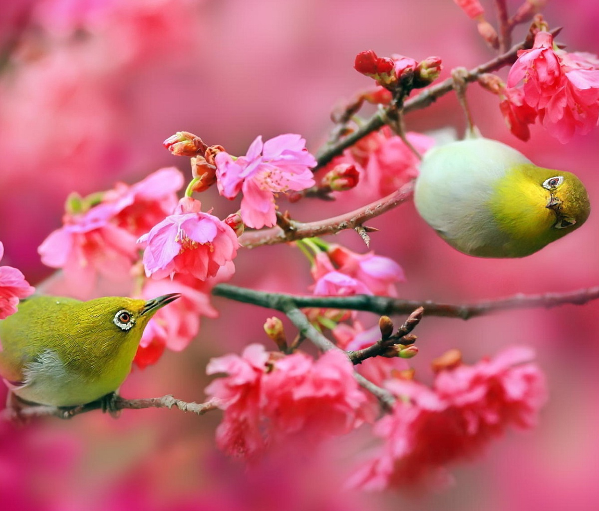 Das Birds and Cherry Blossom Wallpaper 1200x1024