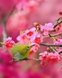 Screenshot №1 pro téma Birds and Cherry Blossom 128x160