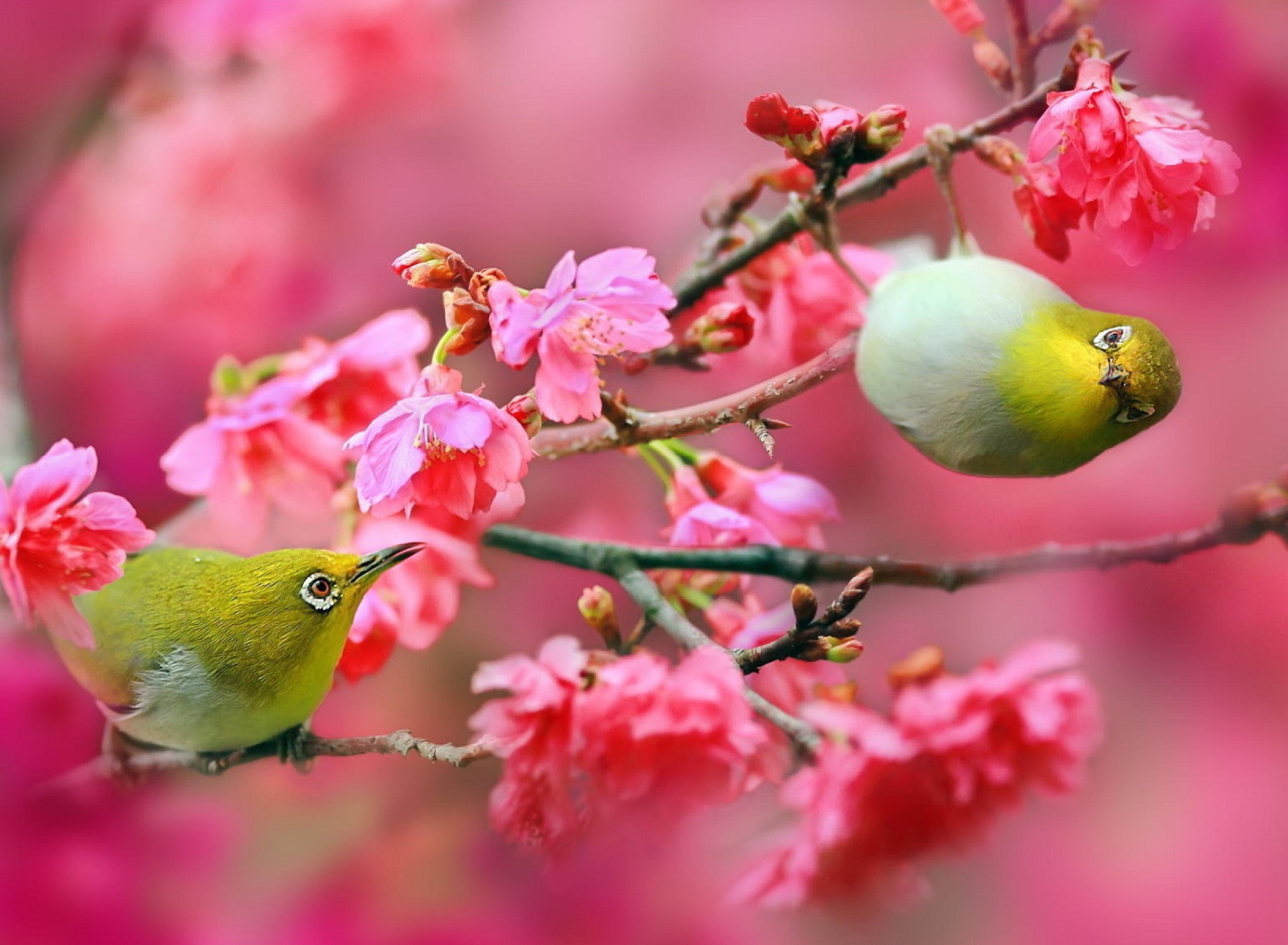 Sfondi Birds and Cherry Blossom 1920x1408