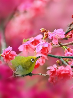Das Birds and Cherry Blossom Wallpaper 240x320