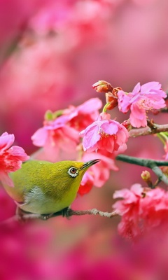 Birds and Cherry Blossom wallpaper 240x400