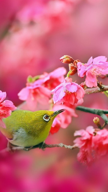 Das Birds and Cherry Blossom Wallpaper 360x640