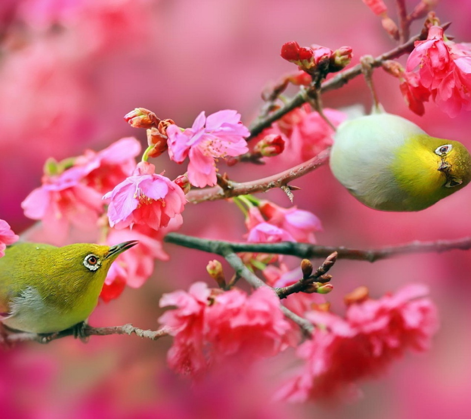 Das Birds and Cherry Blossom Wallpaper 960x854