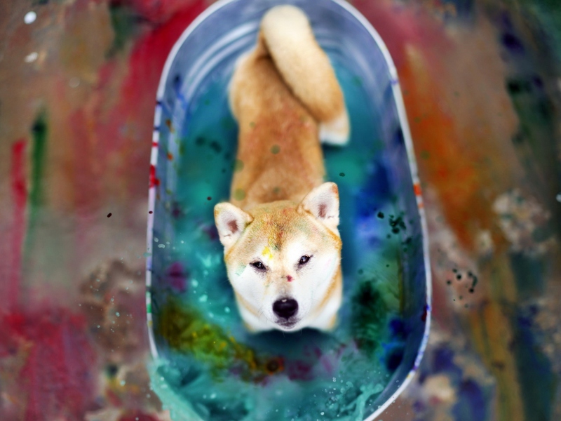 Screenshot №1 pro téma Dog And Colors 800x600