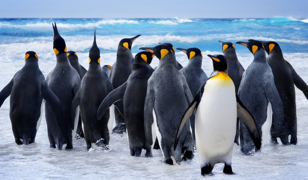 Fondo de pantalla Royal Penguins 1024x600
