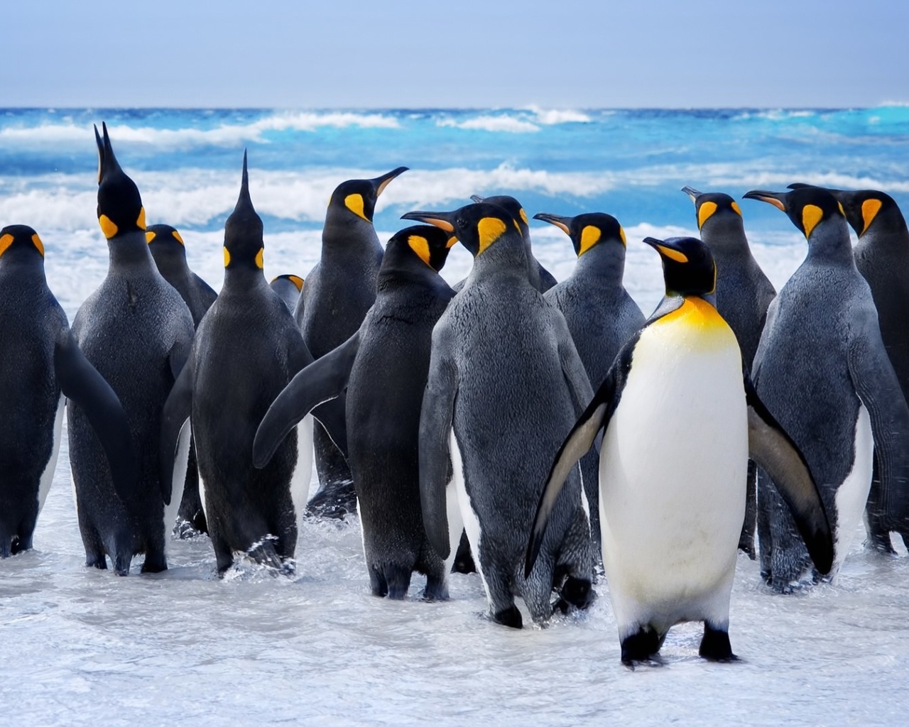 Обои Royal Penguins 1280x1024