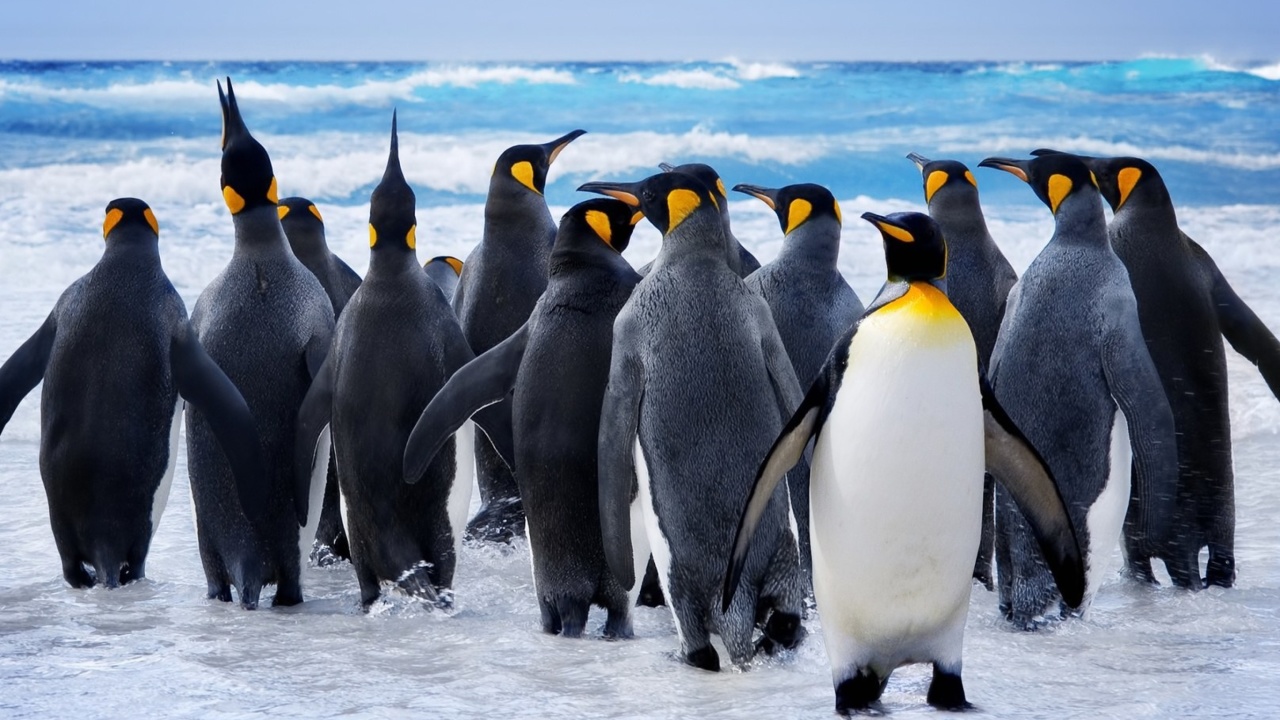 Fondo de pantalla Royal Penguins 1280x720