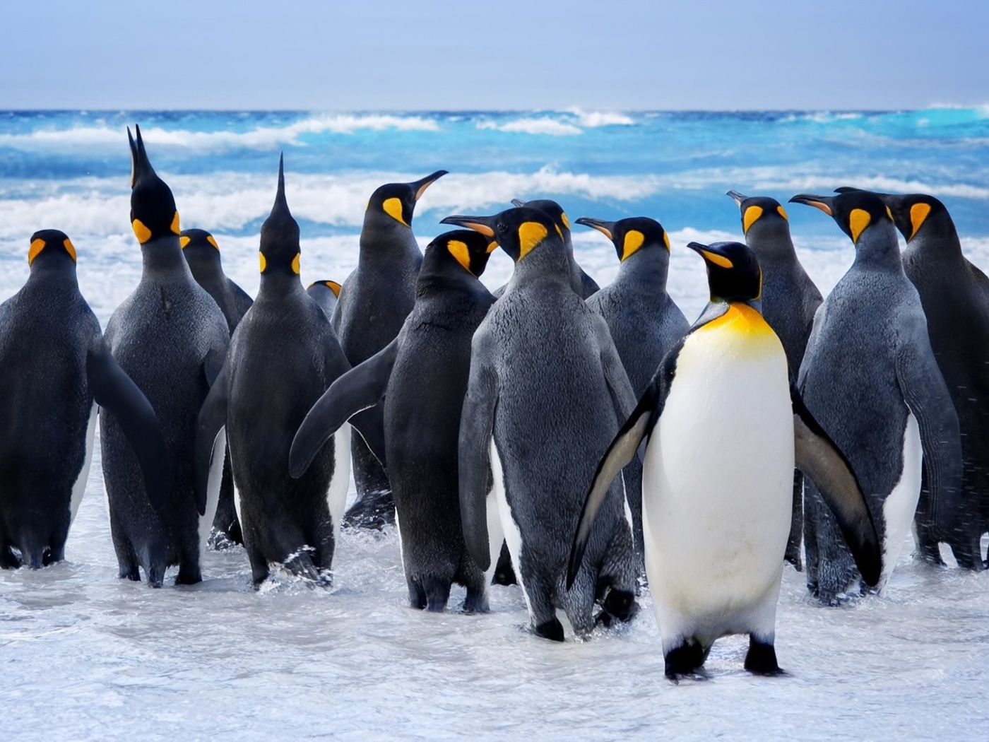 Обои Royal Penguins 1400x1050