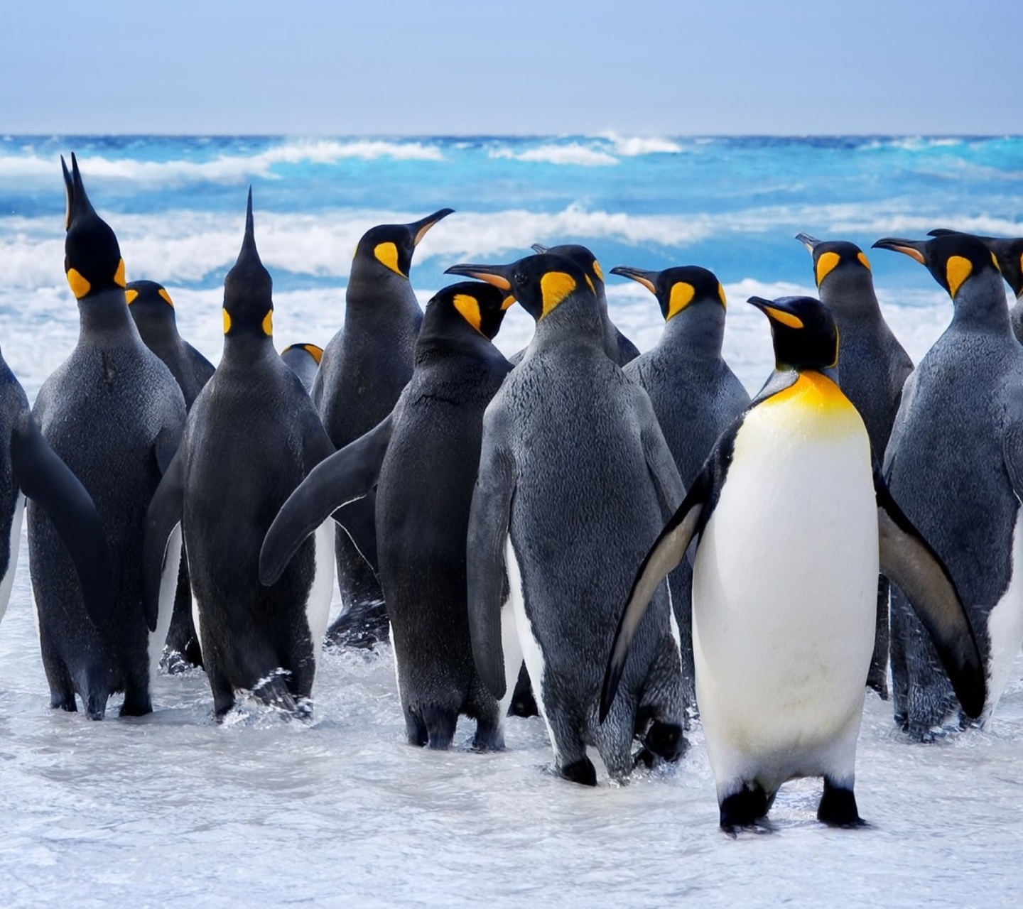 Fondo de pantalla Royal Penguins 1440x1280