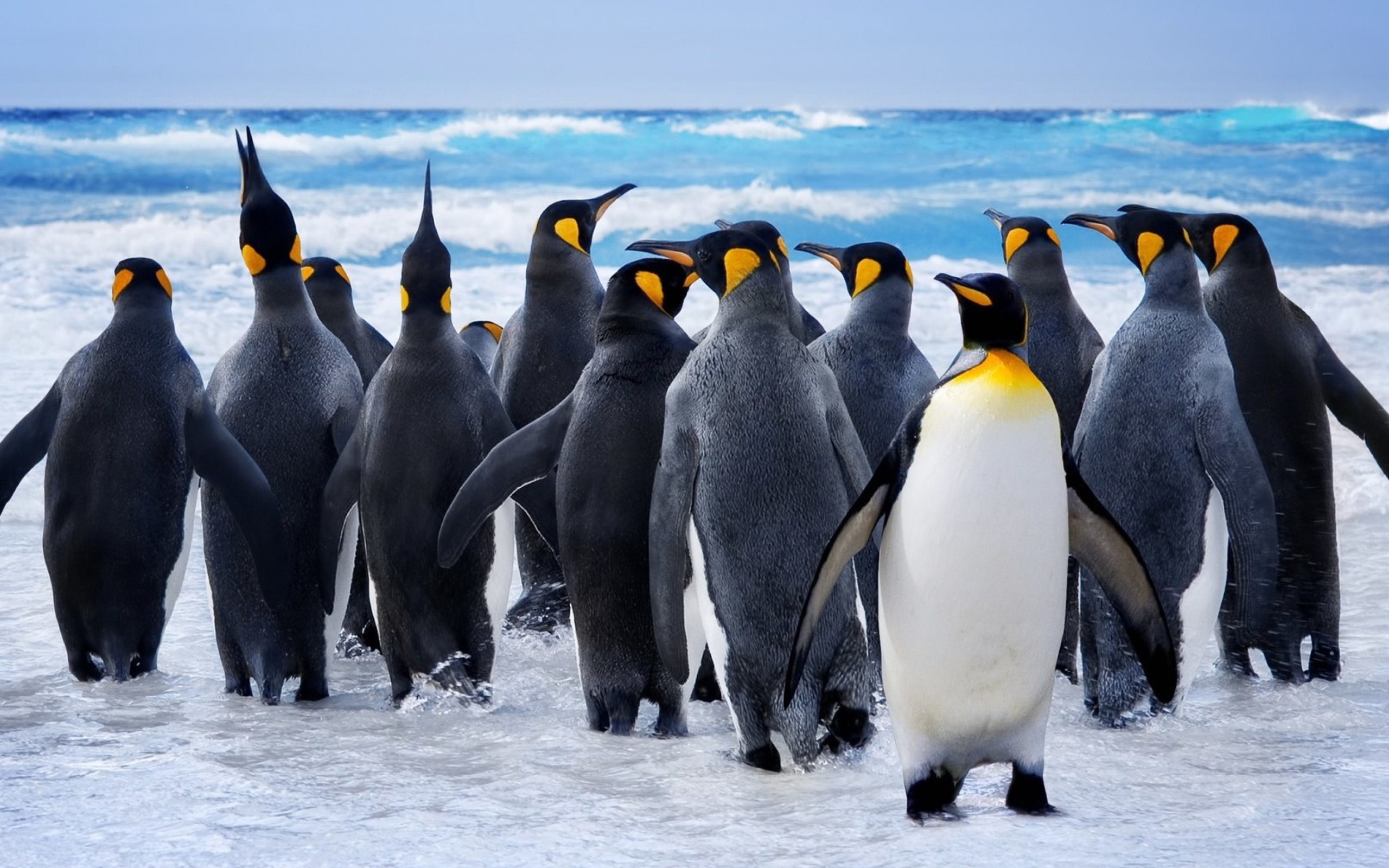 Royal Penguins wallpaper 2560x1600