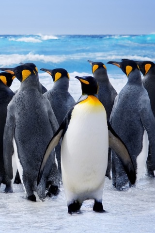 Обои Royal Penguins 320x480