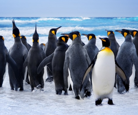 Sfondi Royal Penguins 480x400