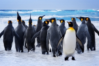 Kostenloses Royal Penguins Wallpaper für Android, iPhone und iPad
